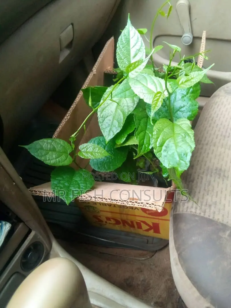 Walnuts Seedlings