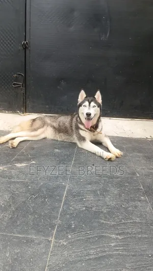 1+ year Female Purebred Siberian Husky