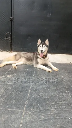 1+ year Female Purebred Siberian Husky