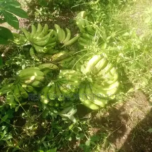 Fruits Seedlings to Plant at Home Garden, Farm (Edible Plants)