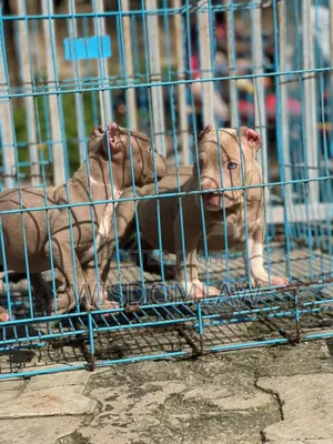1-3 months Male Purebred American Bully