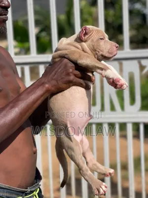1-3 months Male Purebred American Bully