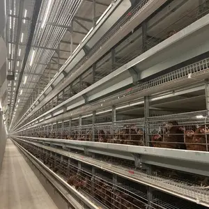 20,000 Birds Fully Automated Battery Cage for Layers