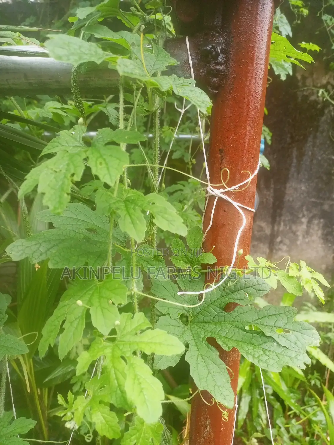 Ejinrin Leaves-(Fresh)