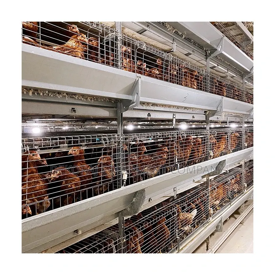 Automatic Chicken for Layer ,Broiler and Day Old Chicken