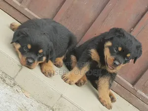 1-3 months Male Purebred Rottweiler