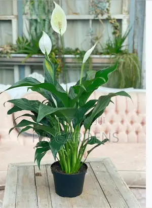 Peace Lily