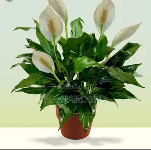Peace Lily