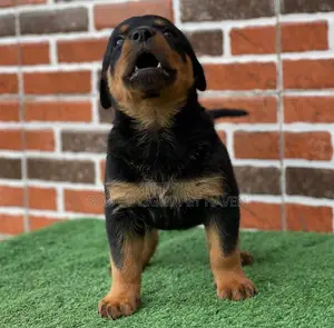 1-3 months Male Purebred Rottweiler