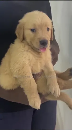 1-3 months Female Purebred Golden Retriever