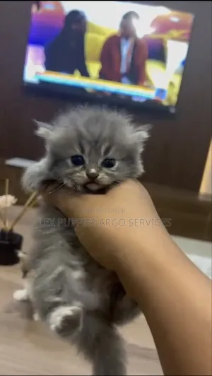 1-3 months Female Purebred Persian