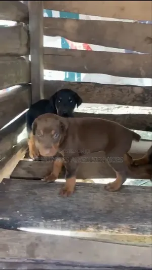 1-3 months Female Purebred Doberman Pinscher