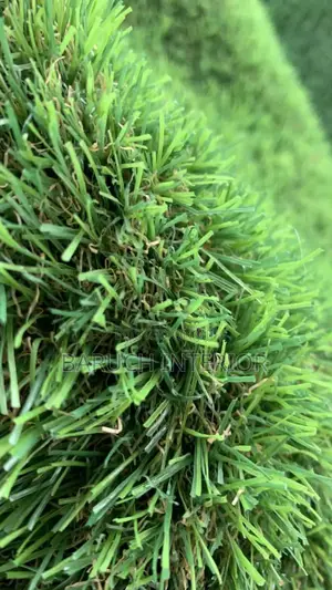 Green Bliss: Carpet Grass Solutions