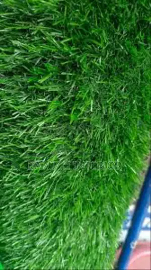 Experience the Beauty of Carpet Grass