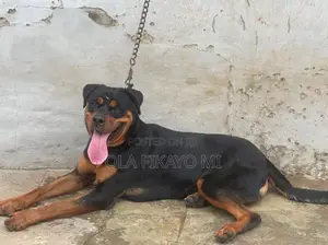 1+ year Male Purebred Rottweiler