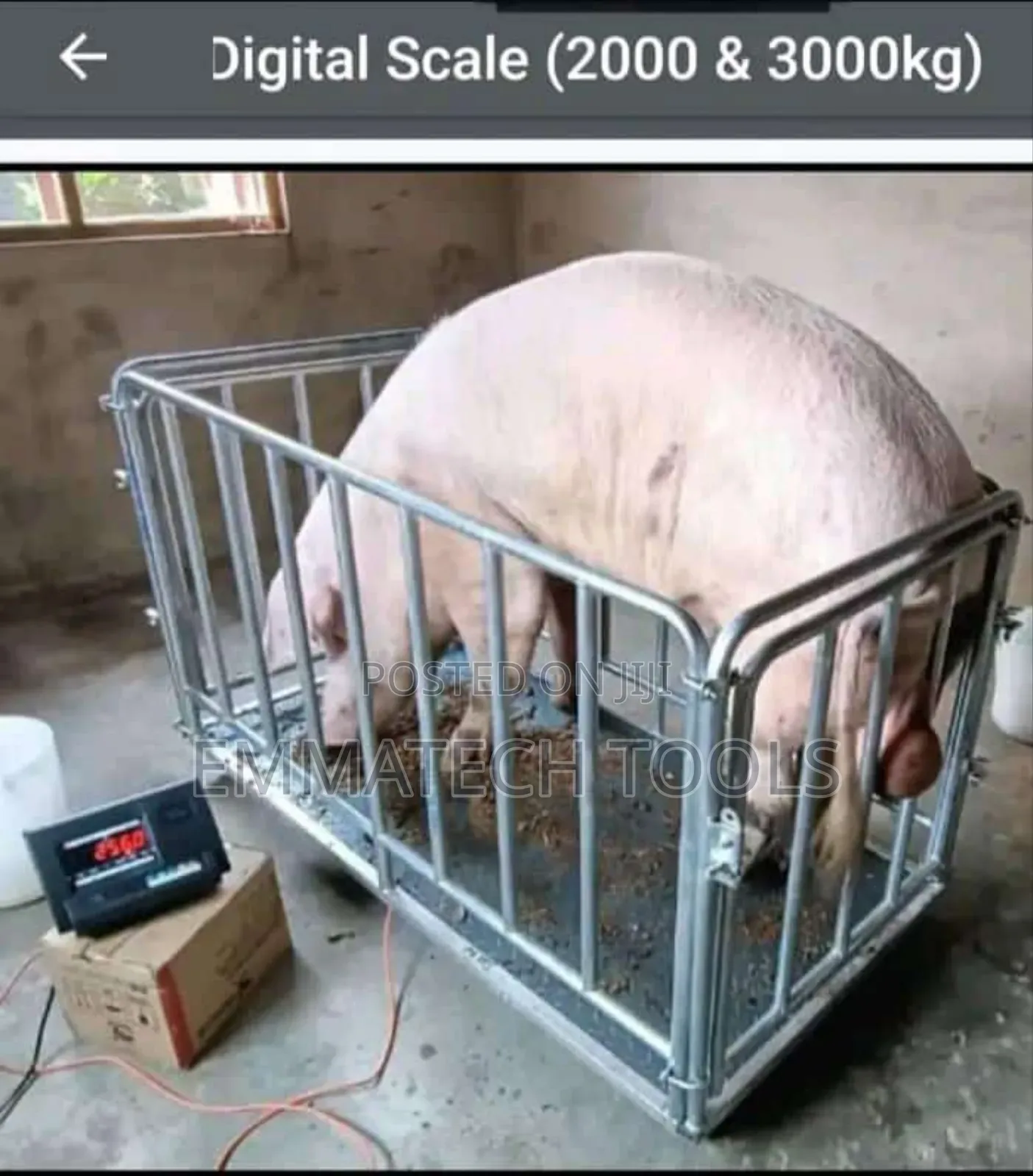 Animal Digital Scale