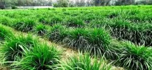 We Plant Pasture for Grazers Such as Cows , Goats and Sheeps