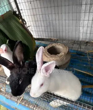 Rabbits (Weaners)