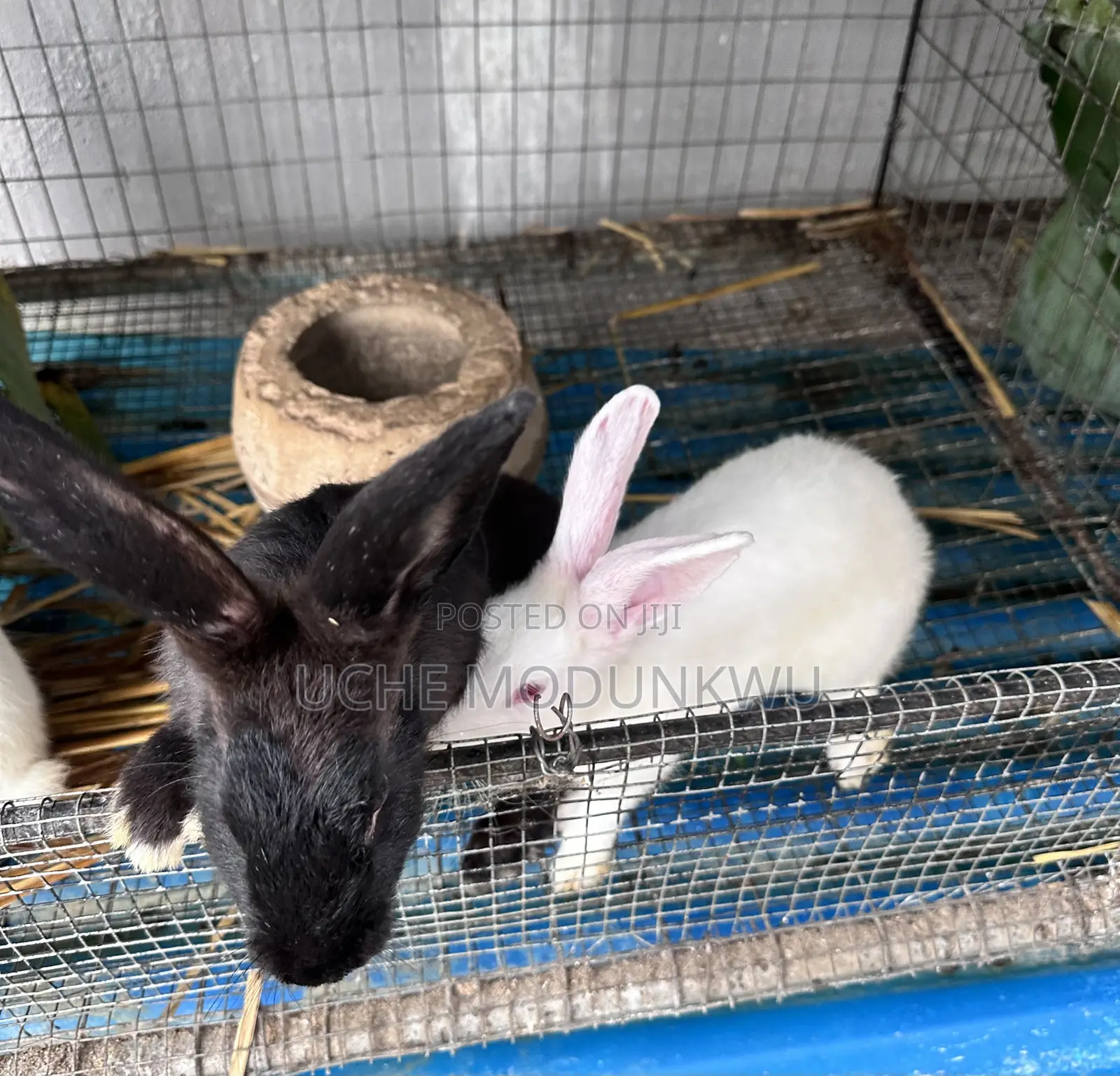 Rabbits (Weaners)