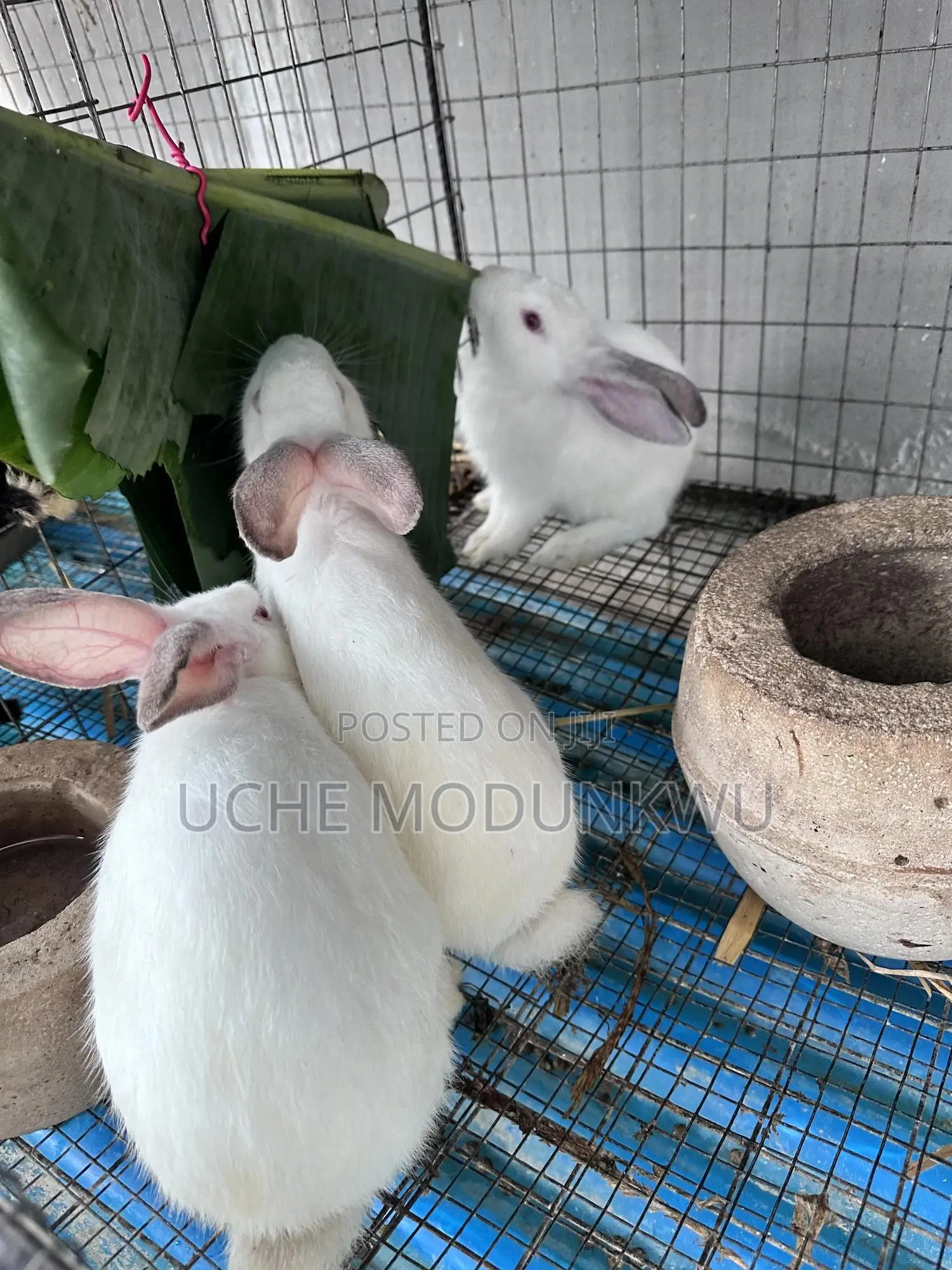 Rabbits (Weaners)