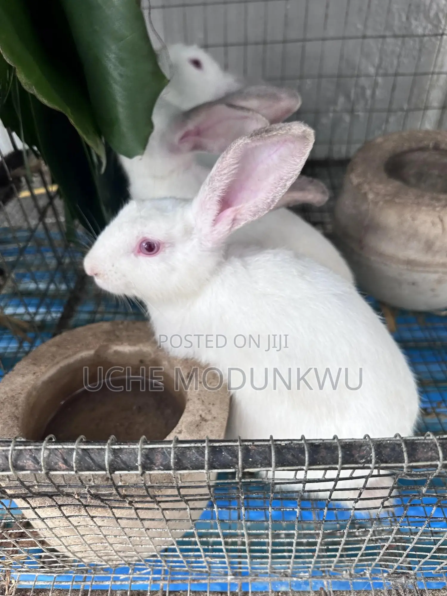 Rabbits (Weaners)