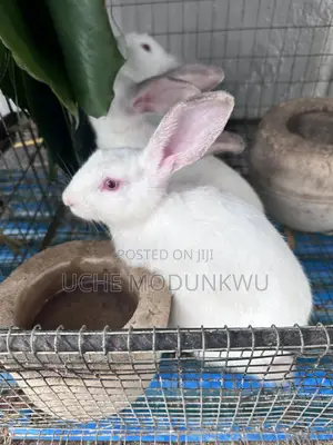 Rabbits (Weaners)