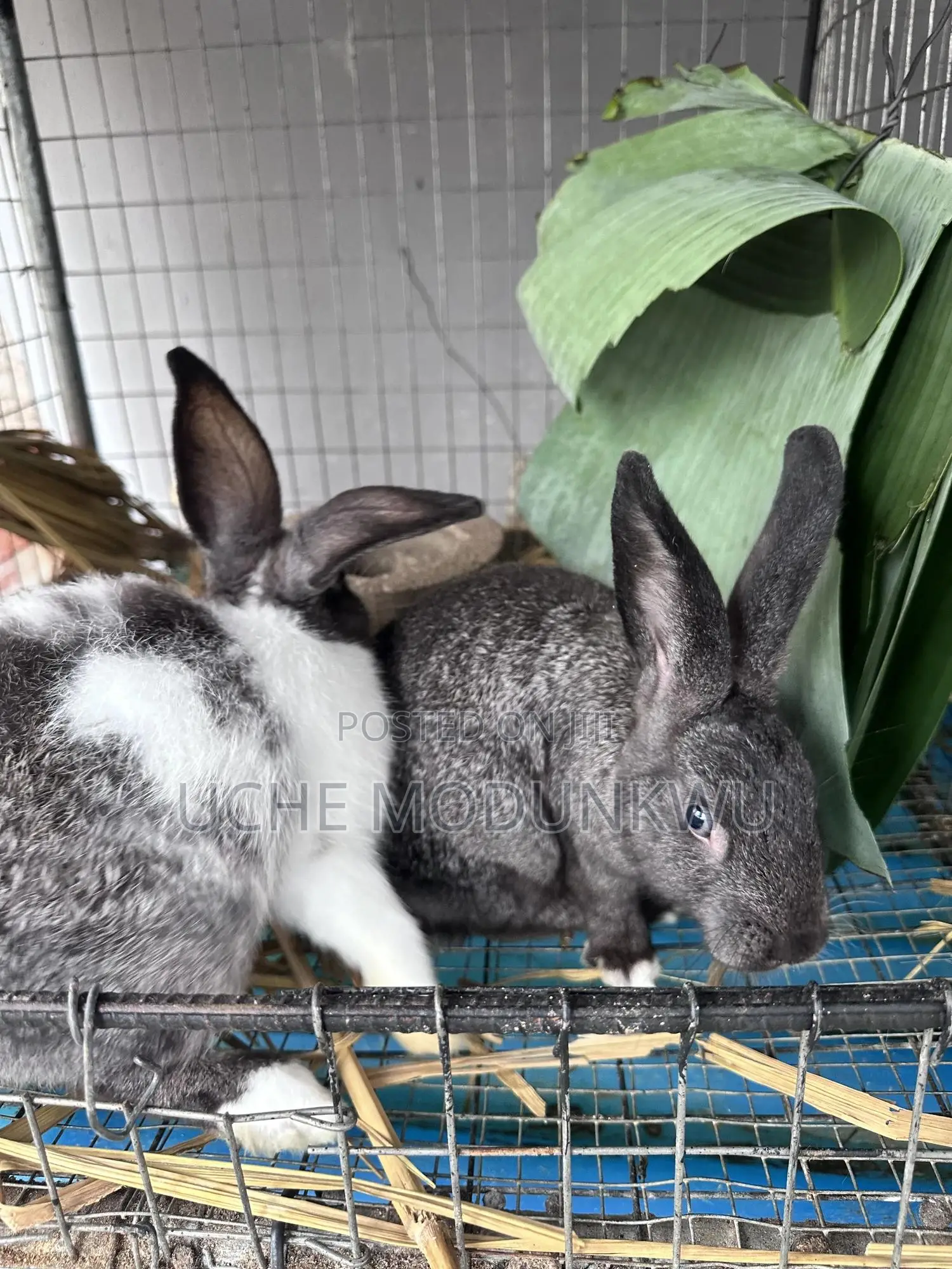 Rabbits (Weaners)