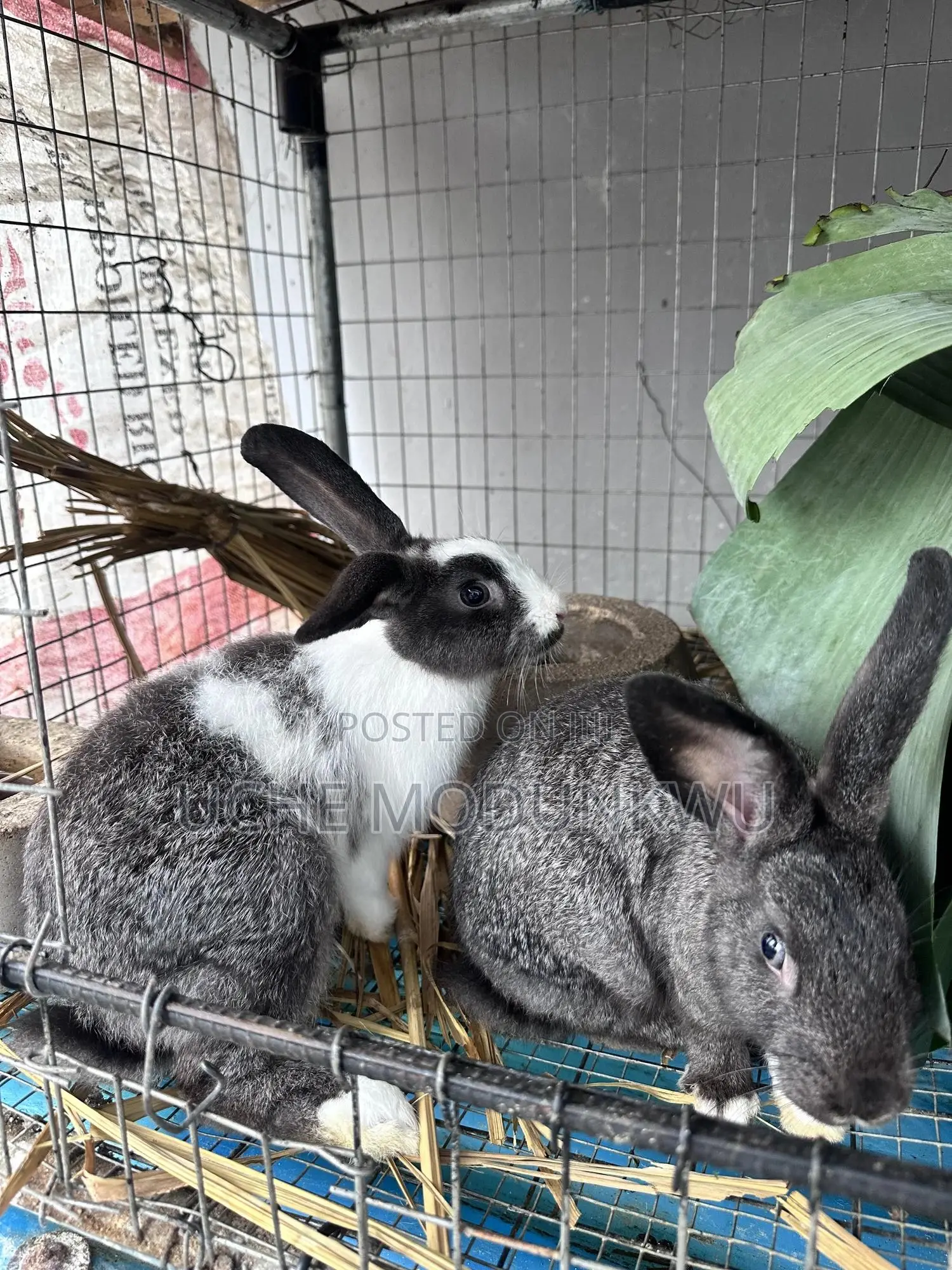 Rabbits (Weaners)