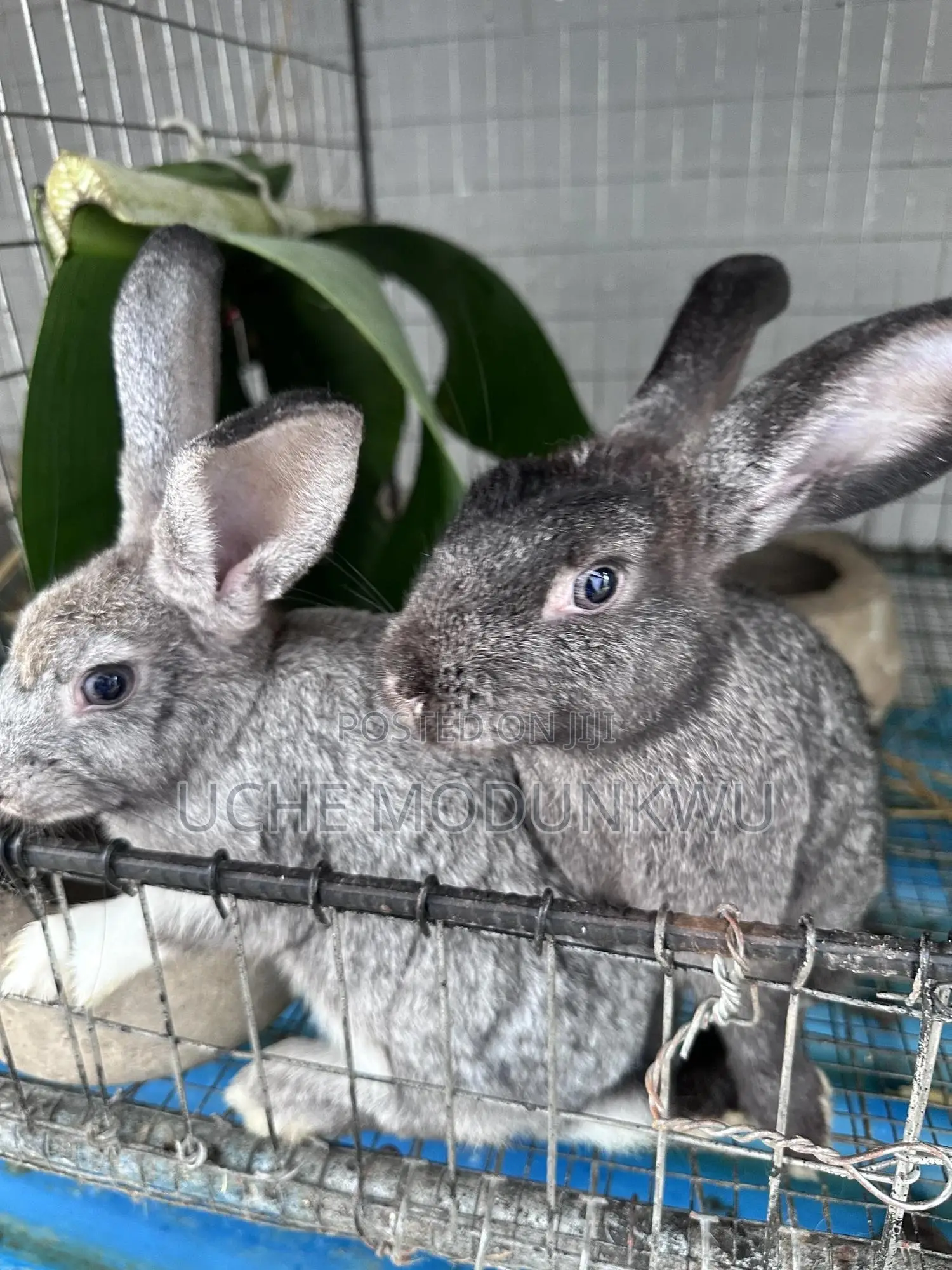 Rabbits (Weaners)