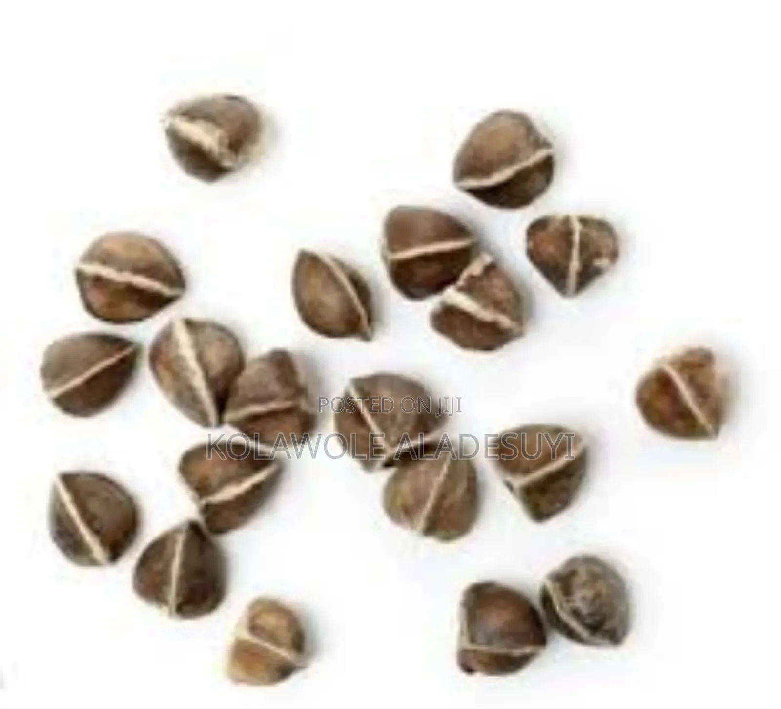 Moringa Seeds 1kg