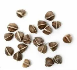 Moringa Seeds 1kg