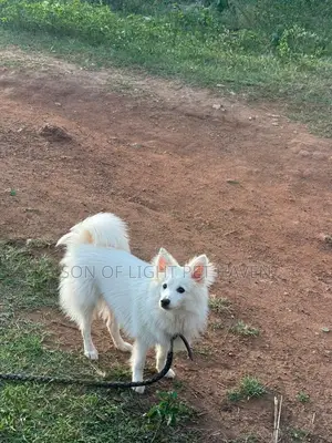 6-12 months Male Purebred American Eskimo