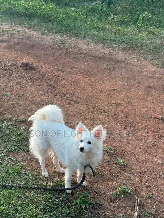 Nigeria American Eskimo Puppy Price 6-12 Months Male Purebred