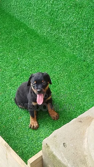 1-3 months Male Purebred Rottweiler