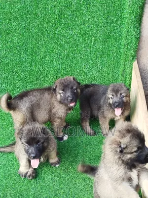 1-3 months Female Purebred Caucasian Shepherd