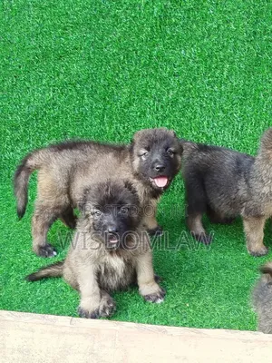 1-3 months Male Purebred Caucasian Shepherd