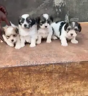 1-3 months Female Purebred Lhasa Apso