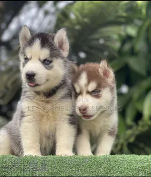 1-3 months Female Purebred Siberian Husky