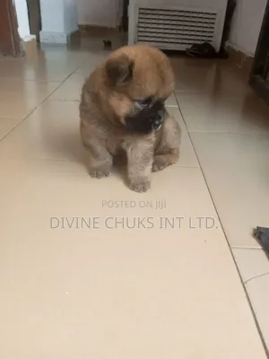1-3 months Male Purebred Chow Chow