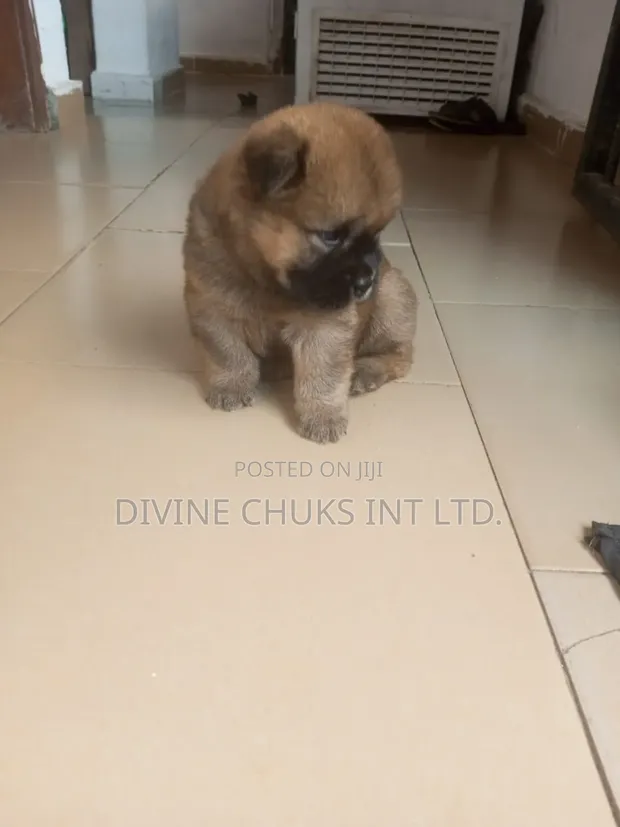 Philippines Purebred Chow Chow For Sale 1-3 Months Male Purebred