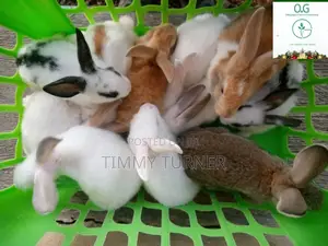 Imported Rabbits for Sale