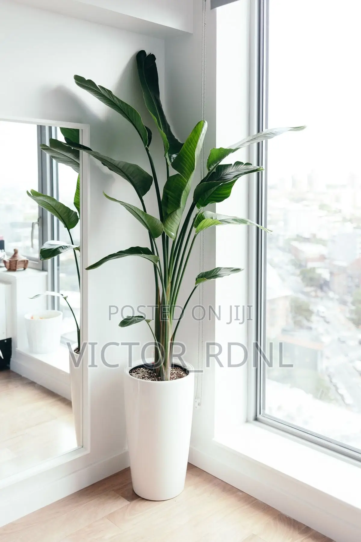 Flower Pot