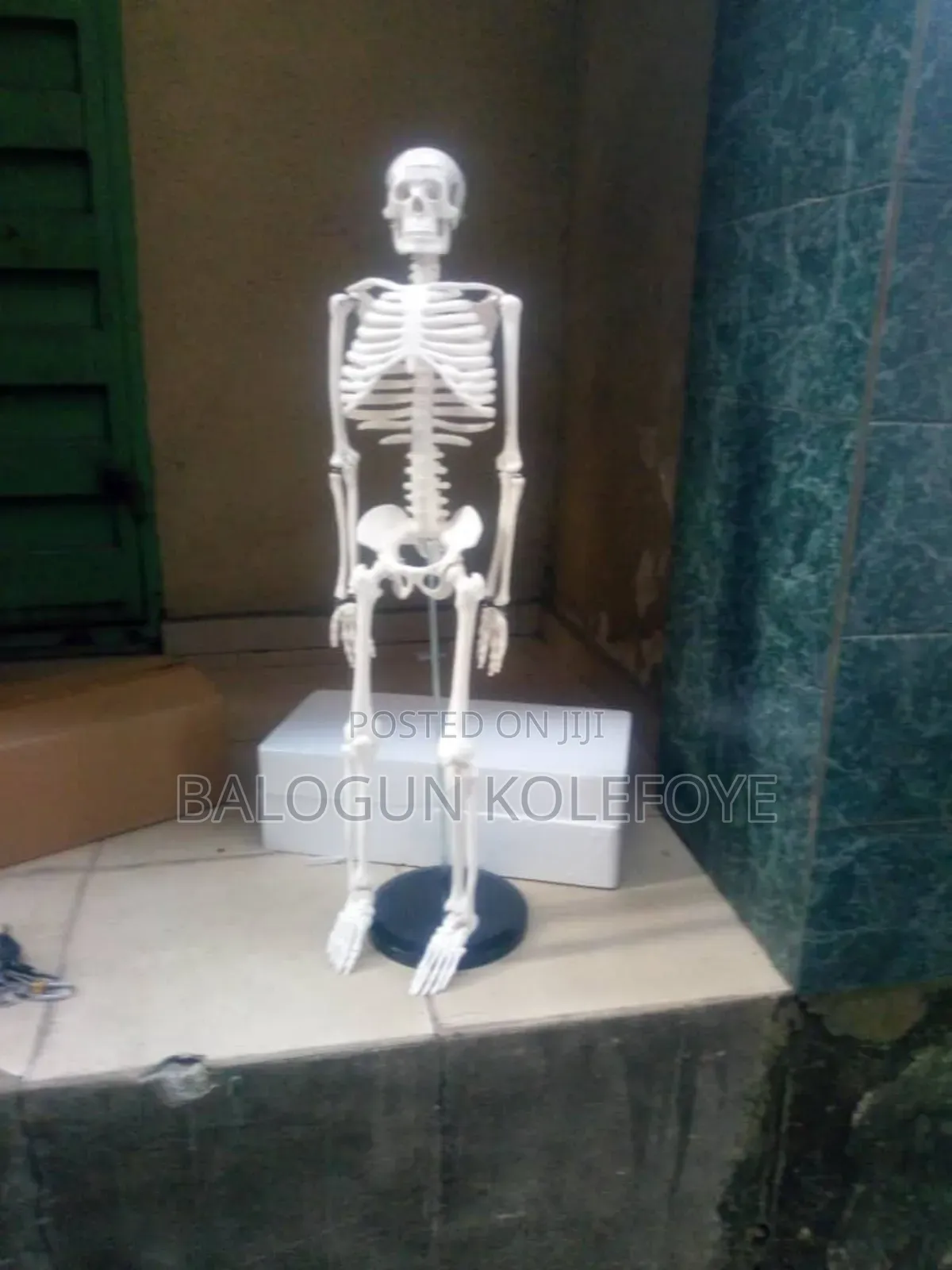 Skeleton Small, Medium Anv