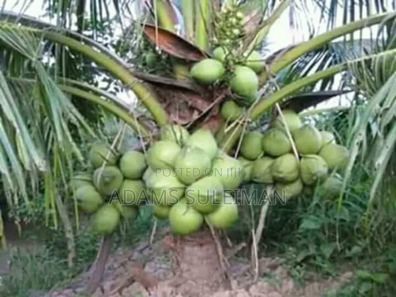 Fruit Plants Nursery