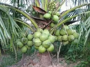 Fruit Plants Nursery