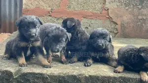1-3 months Female Purebred German Shepherd