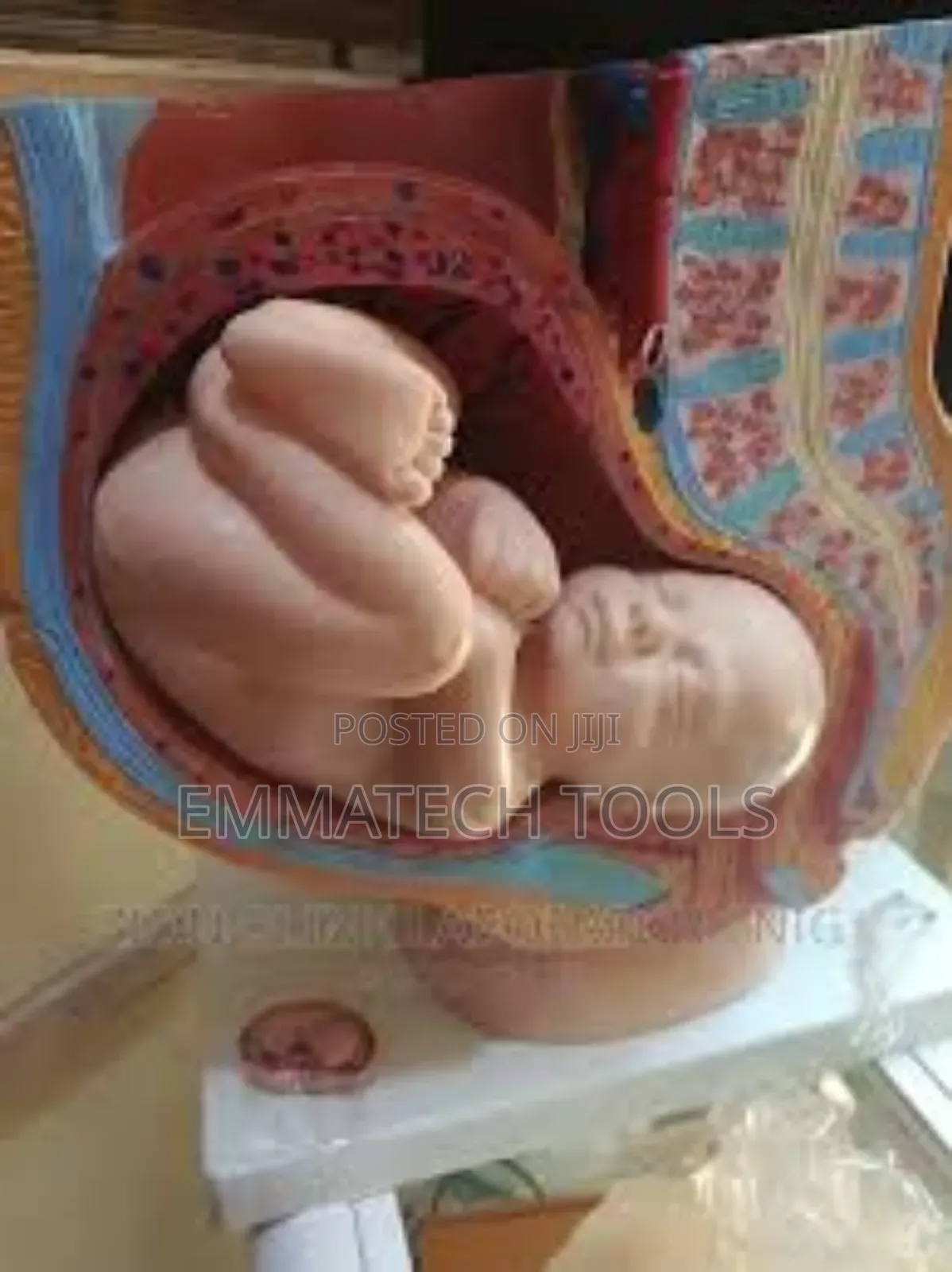 Pregnancy Cut Way Section