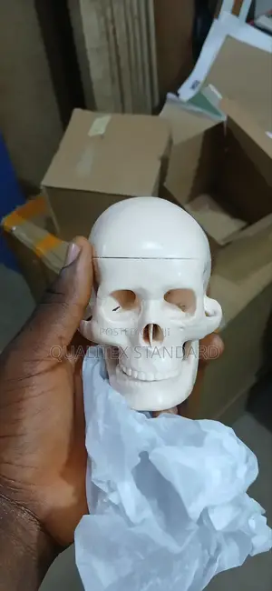 Skull Model ( Pediatric )