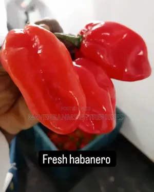 Habanero Pepper