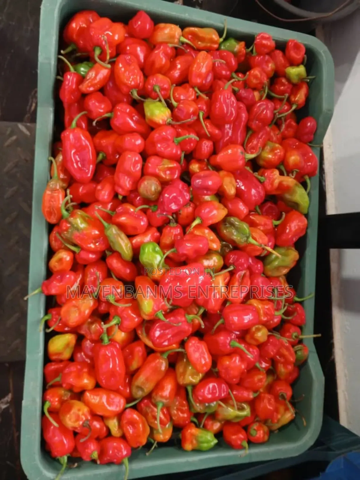 Habanero Pepper